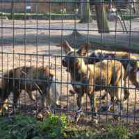 Junge Wildhunde im Berliner Zo